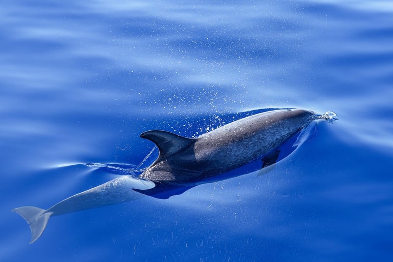 Swimming with Dolphins