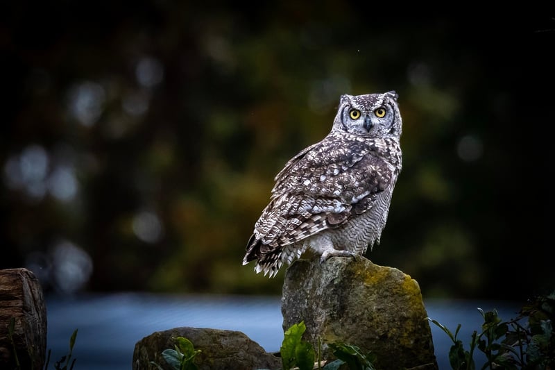 Owl in the wild